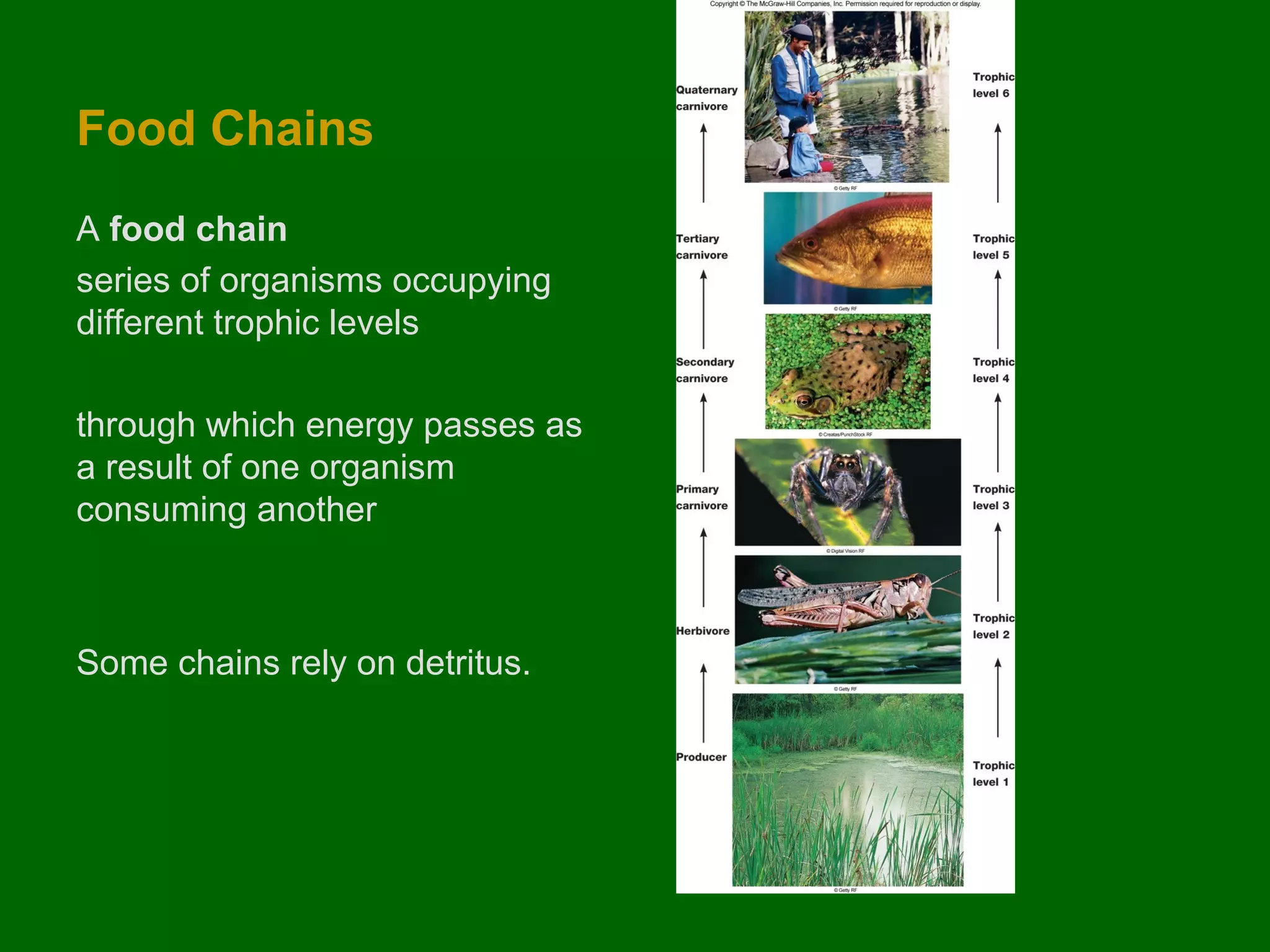 Food Chains
A food chain
series of organisms occupying
different trophic levels
through which energy passes as
a result of one organism
consuming another

Some chains rely on detritus.

 