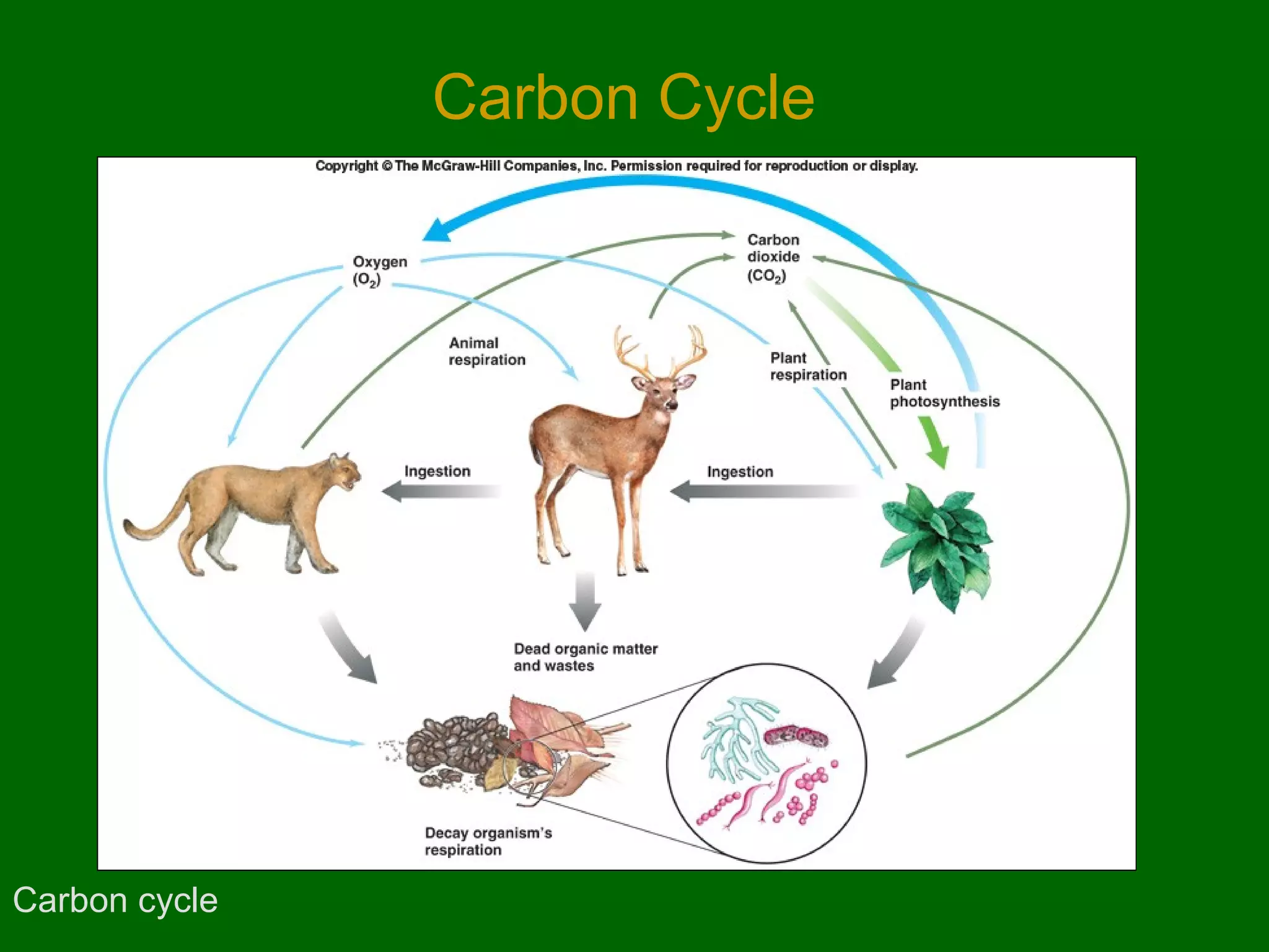 Carbon Cycle

Carbon cycle

 