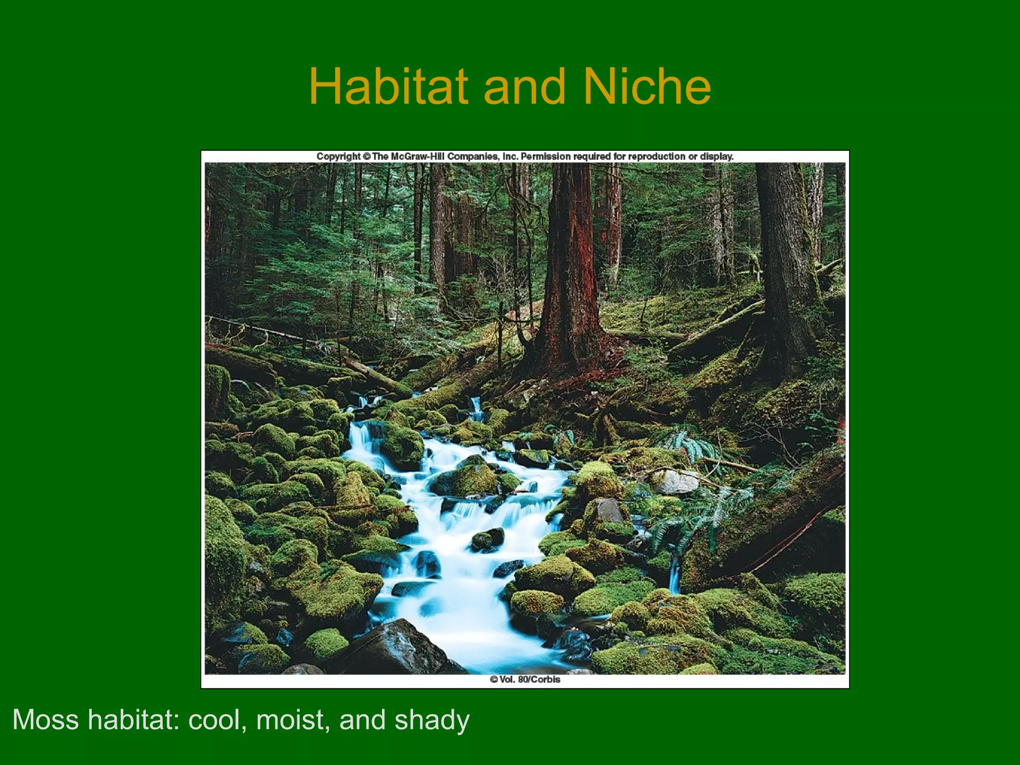 Habitat and Niche

Moss habitat: cool, moist, and shady

 