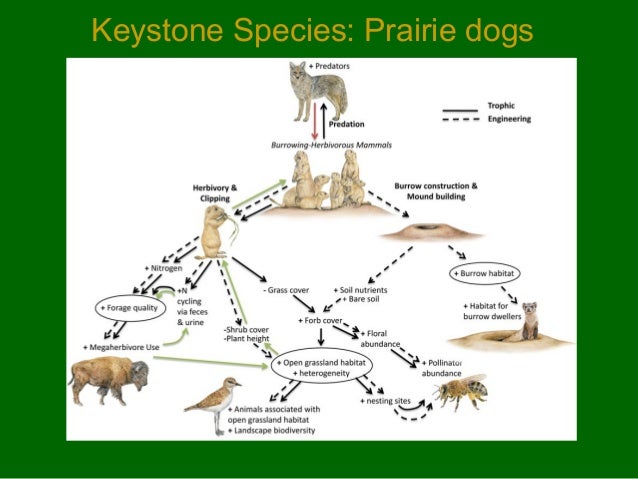 Food Chain Of A Prairie Dog Food Chain Of A Prairie Dog