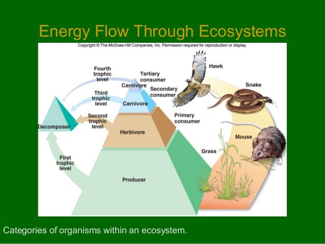 Common Food Chains Common Food Chains