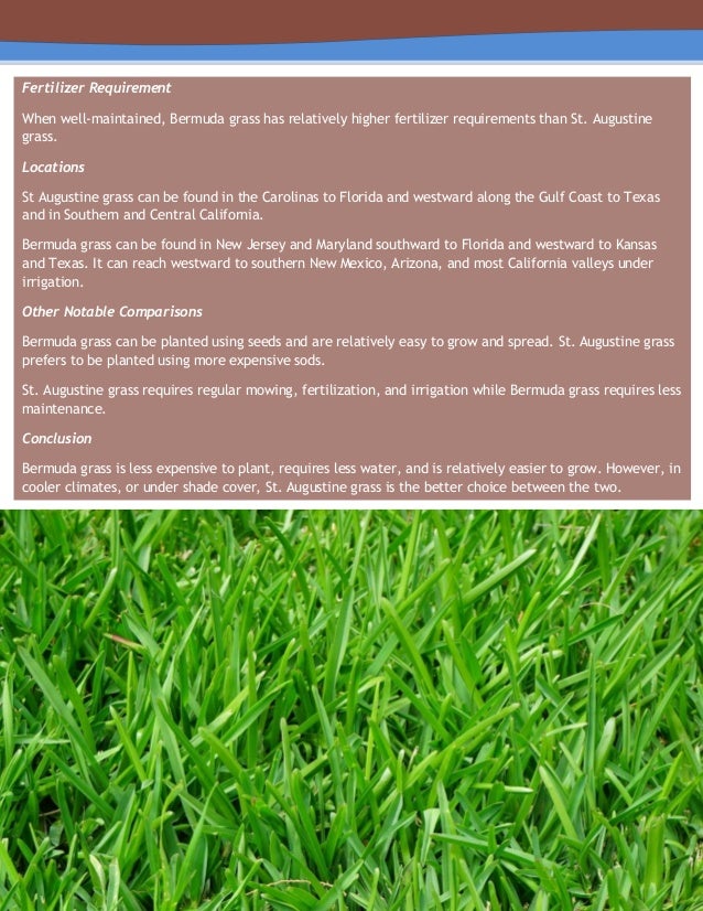 A Comparison Between St Augustine Grass And Bermuda Grass