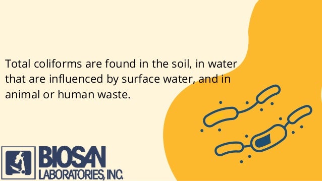 Total coliforms are found in the soil, in water
that are influenced by surface water, and in
animal or human waste.
 