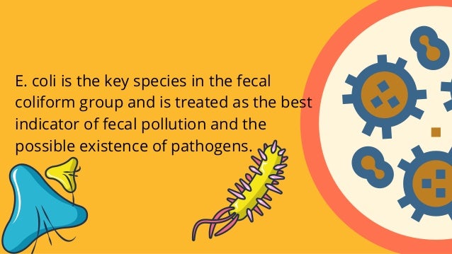 E. coli is the key species in the fecal
coliform group and is treated as the best
indicator of fecal pollution and the
possible existence of pathogens.
 