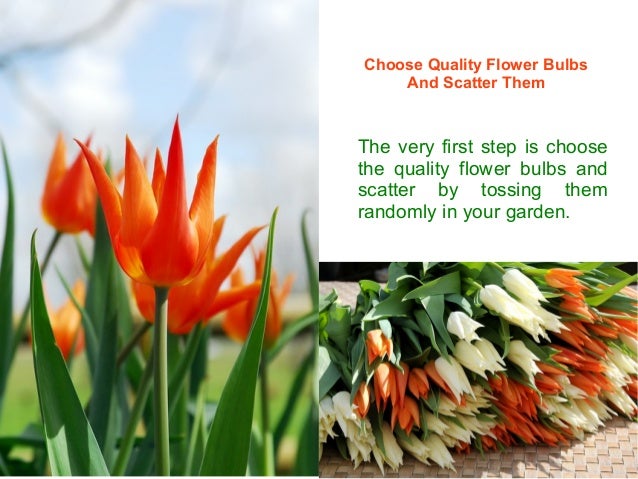 A Complete Guide To Take Care Of Spring Flower Bulbs