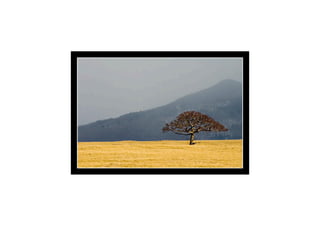 A ComposiçãO Da Imagem