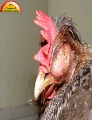 A Brief Guide To
Poultry Diseases &
Management
 