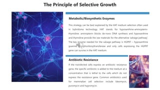 This strategy can be best explained by the HAT medium selection often used
in hybridoma technology. HAT stands for hypoxanthine-aminopterin-
thymidine: aminopterin blocks de-novo DNA synthesis and hypoxanthine
and thymidine provide the raw materials for the alternative ‘salvage pathway’.
The key enzyme needed for the salvage pathway is HGPRT – hypoxanthine
guanine phosphoribosyltransferase and only cells expressing the HGPRT
gene can survive in the HAT medium.
Metabolic/Biosynthetic Enzymes
If the transfected cells express an antibiotic resistance
gene, the specific antibiotic is added to the medium at a
concentration that is lethal to the cells which do not
express the resistance gene. Common antibiotics used
for mammalian cell selection include bleomycin,
puromycin and hygromycin.
Antibiotic Resistance
The Principle of Selective Growth
 