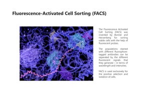 Fluorescence-Activated Cell Sorting (FACS)
The Fluorescence Activated
Cell Sorting (FACS) was
invented by Bonner and
Herzenberg for sorting
viable cells with the help of
fluorescent probes.
The populations stained
with different fluorophore-
tagged antibodies can be
separated by the different
fluorescent signals that
they generate – in terms of
wavelength and intensities.
FACS is used exclusively for
the positive selection and
isolation of cells.
 
