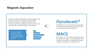 Immuno-magnetic separation of cells is based on the
deflection of cells in a magnetic gradient field.
Based on the type of magnetic particles used,
immunomagnetic separation are mainly of two kinds –
Dynabeads®-based and MACS™ technologies. Dynabeads® can be coupled with antibodies
or other ligands to targeting of specific cells
or immunoprecipitation reactions.
The target – or non-target cells depending on
the selection strategy – are labeled with 50nm
magnetic microbeads conjugated antibodies
and then subjected to a magnetic field.
Dynabeads®
MACS
Immuno-magnetic
techniques can be
used for both positive
and negative selection
of cells.
Magnetic Separation
 