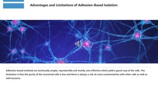 Advantages and Limitations of Adhesion-Based Isolation
Adhesion-based methods are technically simple, reproducible and mostly cost-effective which yield a good crop of the cells. The
limitation is that the purity of the recovered cells is low and there is always a risk of cross-contamination with other cells as well as
with bacteria.
 