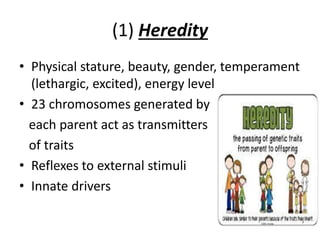 (1) Heredity
• Physical stature, beauty, gender, temperament
(lethargic, excited), energy level
• 23 chromosomes generated by
each parent act as transmitters
of traits
• Reflexes to external stimuli
• Innate drivers
 