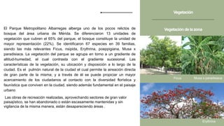 Vegetación
El Parque Metropolitano Albarregas alberga uno de los pocos relictos de
bosque del área urbana de Mérida. Se diferenciaron 13 unidades de
vegetación que cubren el 65% del parque, el bosque constituye la unidad de
mayor representación (22%). Se identificaron 67 especies en 39 familias,
siendo las más relevantes Ficus, nsipida, Erythrina, poeppigiana, Musa x
paradisiaca. La vegetación del parque se agrupa en torno a un gradiente de
altitud-humedad, el cual contrasta con el gradiente sucesional. Las
características de la vegetación, su ubicación y disposición a lo largo de la
ciudad. Es el pulmón natural de la ciudad el cual permite la aireación directa
de gran parte de la misma; y a través de él se puede propiciar un mayor
acercamiento de los ciudadanos al contacto con la diversidad florística y
faunística que conviven en la ciudad, siendo además fundamental en el paisaje
urbano
Las obras de recreación realizadas, aprovechando sectores de gran valor
paisajístico, se han abandonado o están escasamente mantenidas y sin
vigilancia de la misma manera, están desapareciendo áreas .
Vegetacióndelazona
Ficus
Erythrina
Musa x paradisiaca
 