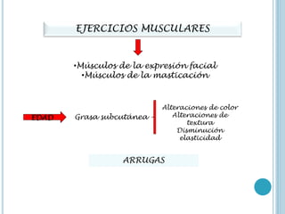 EJERCICIOS MUSCULARES
•Músculos de la expresión facial
•Músculos de la masticación
EDAD Grasa subcutánea
Alteraciones de color
Alteraciones de
textura
Disminución
elasticidad
ARRUGAS
 