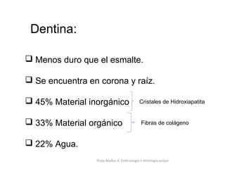 Dentina:
 Menos duro que el esmalte.
 Se encuentra en corona y raíz.
 45% Material inorgánico
 33% Material orgánico
 22% Agua.
Cristales de Hidroxiapatita
Fibras de colágeno
Rivas Muñoz,R, Embriología e Histología pulpar
 