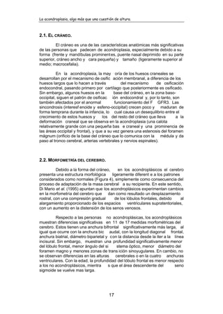 La acondroplasia, algo más que una cuestión de altura.
17
2.1. EL CRÁNEO.
El cráneo es una de las características anatómicas más significativas
de las personas que padecen de acondroplasia, especialmente debido a su
forma (frente y mandíbulas prominentes, puente nasal deprimido en su parte
superior, cráneo ancho y cara pequeña) y tamaño (ligeramente superior al
medio; macrocefalia).
En la acondroplasia, la may oría de los huesos craneales se
desarrollan por el mecanismo de osific ación membranal, a diferencia de los
huesos largos que lo hacen a través del mecanismo de osificación
endocondral, pasando primero por cartílago que posteriormente es osificado.
Sin embargo, algunos huesos en la base del cráneo, en la zona baso-
occipital, siguen el patrón de osificac ión endocondral y, por lo tanto, son
también afectados por el anormal funcionamiento del F GFR3. Las
sincondrosis (interesf enoide y esfeno-occipital) crecen poco y maduran de
forma temprana durante la infancia, lo cual causa un desequilibrio entre el
crecimiento de estos huesos y los del resto del cráneo que lleva a la
deformación craneal que se observa en la acondroplasia (una calota
relativamente grande con una pequeña bas e craneal y una prominencia de
las áreas occipital y frontal), y que a su vez genera una estenosis del foramen
mágnum (orificio de la base del cráneo que lo comunica con la médula y da
paso al tronco cerebral, arterias vertebrales y nervios espinales).
2.2. MORFOMETRÍA DEL CEREBRO.
Debido a la forma del cráneo, en los acondroplásicos el cerebro
presenta una estructura morfológica ligeramente diferent e a los patrones
considerados como normales (Figura 4), simplemente como consecuencia del
proceso de adaptación de la masa cerebral a su recipiente. En este sentido,
Di Mario et al. (1995) apuntan que los acondroplásicos experimentan cambios
en la morfometría del cerebro que dan como resultado un desplazamiento
rostral, con una compresión gradual de los lóbulos frontales, debido al
alargamiento proporcionado de los espacios ventriculares supratentoriales,
con un aumento en la distensión de los senos venosos.
Respecto a las personas no acondroplásicas, los acondroplásicos
muestran diferencias significativas en 11 de 17 medidas morfométricas del
cerebro. Estos tienen una anchura bifrontal significativamente más larga, al
igual que ocurre con la anchura bic audal, con la longitud diagonal frontal,
anchura biatrial, diámetro biparietal y con la distancia desde la iter a la línea
incisural. Sin embargo, muestran una profundidad significativamente menor
del lóbulo frontal, menor ángulo del si stema óptico, menor diámetro del
foramen magno y menores zonas de trans ición sinoyugulares. En cambio, no
se observan diferencias en las alturas cerebrales o en la cuatro anchuras
ventriculares. Con la edad, la profundidad del lóbulo frontal es menor respecto
a los no acondroplásicos, mientra s que el área descendente del seno
sigmoide se vuelve mas larga.
 
