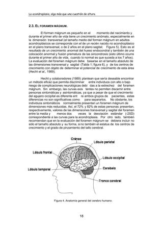 La acondroplasia, algo más que una cuestión de altura.
18
2.3. EL FORAMEN MÁGNUM.
El forman mágnum es pequeño en el momento del nacimiento y
durante el primer año de vida tiene un crecimiento anómalo, especialmente en
la dimensión transversal (el tamaño medio del forman mágnum en adultos
acondroplásicos se corresponde con el de un recién nacido no acondroplásico
en el plano transversal, o de 2 años en el plano sagital; Figura 5). Esto es el
resultado de un crecimiento anormal del hueso endocondral y también de una
colocación anormal y fusión prematura de las sincondrosis (esto último ocurre
durante el primer año de vida, cuando lo normal es que suceda a los 7 años).
La evaluación del foramen mágnum debe basarse en el tamaño absoluto de
las dimensiones transversal y sagital (Tabla 1; figura 6), y de los centros de
crecimiento con objeto de determinar el potencial de crecimiento de esta área
(Hecht et al., 1989).
Hecht y colaboradores (1989) plantean que sería deseable encontrar
un método eficaz que permita discriminar entre individuos con alto o bajo
riesgo de complicaciones neurológicas debi das a la estrechez del foramen
mágnum. Sin embargo, las curvas exis tentes no permiten discernir entre
personas sintomáticas y asintomáticas, ya que a pesar de que el crecimiento
del agujero occipital es diferente ent re ambos grupos de pacientes, estas
diferencias no son significativas como para separarlos. No obstante, los
individuos sintomáticos normalmente presentan un foramen mágnum de
dimensiones más reducidas. Así, el 72% y 82% de estas personas presentan,
respectivamente, valores de las dimensiones transversal y sagital del foramen
entre la media y menos dos veces la desviación estándar (-2SD)
correspondiente a las curvas para la acondroplasia. Por otro lado, también
recomiendan que en la evaluación del foramen mágnum se debiera incluir no
sólo el tamaño absoluto y su forma, sino también el estatus de los centros de
crecimiento y el grado de pinzamiento del tallo cerebral.
Figura 4. Anatomía general del cerebro humano.
 