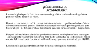 ¿CÓMODETECTAR LA
ACONDROPLASIA?
La acondroplasia puede detectarse con asesoría genética, realizando un diagnóstico
prenatal o justo después de nacer.
Durante el embarazo, el médico puede detectar mediante ecografía una hidrocefalia o
cabeza anormalmente grande. También pueden realizarse unas pruebas genéticas para
buscar el gen FGFR3 que produce la mutación genética para confirmar el diagnóstico.
Después del nacimiento el médico puede observar esta patología mediante sus rasgos.
También puede realizar una radiografía para medir la longitud de los huesos del recién
nacido. Tal vez necesite realizar un análisis de sangre para ver si existe el gen FGFR3.
Los pacientes con acondroplasia tienen niveles de inteligencia normales.
 