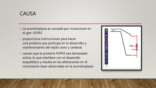 CAUSA
• La acondroplasia es causada por mutaciones en
el gen FGFR3
• proporciona instrucciones para hacer
una proteína que participa en el desarrollo y
mantenimiento del tejido óseo y cerebral.
• causan que la proteína FGFR3 sea demasiado
activa, lo que interfiere con el desarrollo
esquelético y resulta en las alteraciones en el
crecimiento óseo observadas en la acondroplasia.
 