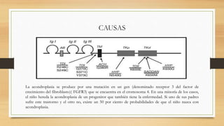 CAUSAS
La acondroplasia se produce por una mutación en un gen (denominado receptor 3 del factor de
crecimiento del fibroblasto)( FGFR3) que se encuentra en el cromosoma 4. En una minoría de los casos,
el niño hereda la acondroplasia de un progenitor que también tiene la enfermedad. Si uno de sus padres
sufre este trastorno y el otro no, existe un 50 por ciento de probabilidades de que el niño nazca con
acondroplasia.
 