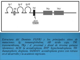 Estructura del Dominio FGFR3 y los principales sitios de mutaciones. Ig: inmunoglobulina, AB: ácido caja, TM: transmembrana, TKp / d: proximal y distal de tirosina quinasa (dominios), ACH: la acondroplasia, HYP: hypochondroplasia, TD: thanatophoric displasia, SADDAN: acondroplasia grave con retraso en el desarrollo y la acantosis nigricans.  