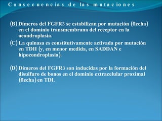 Consecuencias de las mutaciones (B) Dímeros del FGFR3 se estabilizan por mutación (flecha) en el dominio transmembrana del receptor en la acondroplasia. (C) La quinasa es constitutivamente activada por mutación en TDII (y, en menor medida, en SADDAN e hipocondroplasia). (D) Dímeros del FGFR3 son inducidas por la formación del disulfuro de bonos en el dominio extracelular proximal (flecha) en TDI. 
