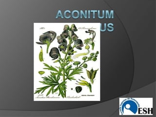 Aconitumnapellus 