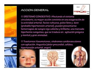 ACCION GENERAL
⊕ ERETISMO CONGESTIVO: Afectando el sistema
circulatorio, su mayor acción consiste en una exageración de
la actividad arterial, facies vultuosa, pulso lleno y duro
(probable hipertensión arterial), pueden presentarse
hemorragias de sangre roja caliente y brillante, una marcada
hiperhemia sanguínea, que se traduce en: agitación psíquica
y mental y gran ansiedad.
⊕ Trastornos Vasomotores, síndromes cardiovasculares
con agitación. Angustia (dolor precordial, cefalea,
hipertensión arterial, angor)
 