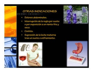 OTRAS INDICACIONES
• Dolores abdominales.
• Interrupción de la regla por susto
o por exposición a un viento frio y
seco.
• Cistitis.
• Supresión de la leche materna
tras un susto o enfriamiento.
 