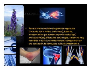 • Reumatismo con dolor de aparición repentina
(causado por el viento o frío seco), fuertes,
insoportables que aumentan por la noche; la(s)
articulación(es) afectadas están rojas, calientes, muy
sensibles al tacto y con frecuencia acompañadas de
una sensación de hormigueo o de entumecimiento.
 