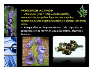 PRINCIPIOS ACTIVOS
• Alcaloides (0,3-1,2%): aconitina (30%),
mesaconitina, neopelina, hipaconitina, napelina,
napelonina; ácidos orgánicos: aconítico, cítrico, tártárico;
colina.
• Aunque ellos están presentes en toda la planta, su
concentración es mayor en la raíz (aconitina, efedrina y
taninos).
 