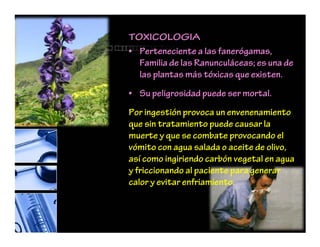 TOXICOLOGIA
• Perteneciente a las fanerógamas,
Familia de las Ranunculáceas; es una de
las plantas más tóxicas que existen.
• Su peligrosidad puede ser mortal.
Por ingestión provoca un envenenamiento
que sin tratamiento puede causar la
muerte y que se combate provocando el
vómito con agua salada o aceite de olivo,
así como ingiriendo carbón vegetal en agua
y friccionando al paciente para generar
calor y evitar enfriamiento.
 