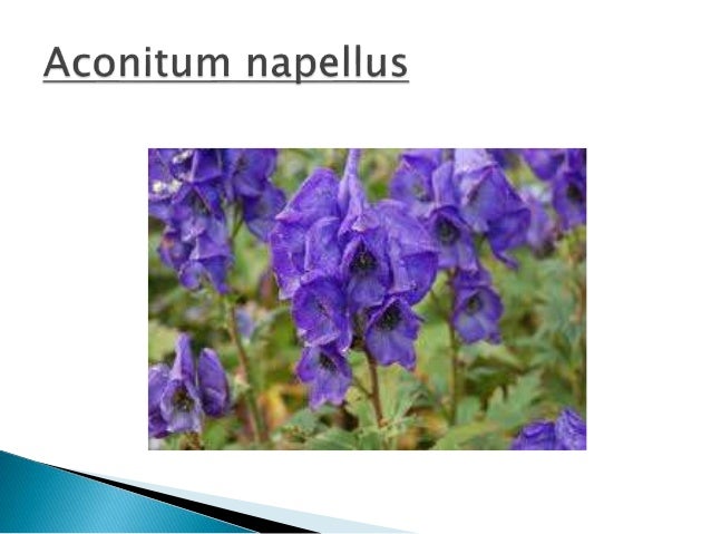Aconite Aconitum Napellus