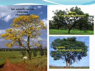 Ipê- amarelo cascudo
      (Tabebuia                 Pequi
    chrysotricha)        (Caryocar brasiliense)




                       Copaíba
                       (Copaifera landesdorffi.)
 