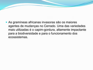  As gramíneas africanas invasoras são os maiores
 agentes de mudanças no Cerrado. Uma das variedades
 mais utilizadas é o capim-gordura, altamente impactante
 para a biodiversidade e para o funcionamento dos
 ecossistemas.
 