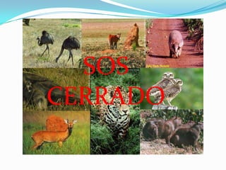 SOS
CERRADO
 