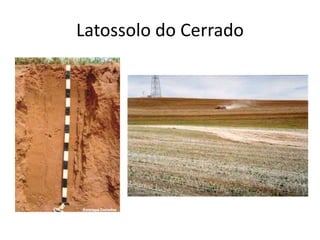 Latossolo do Cerrado
 