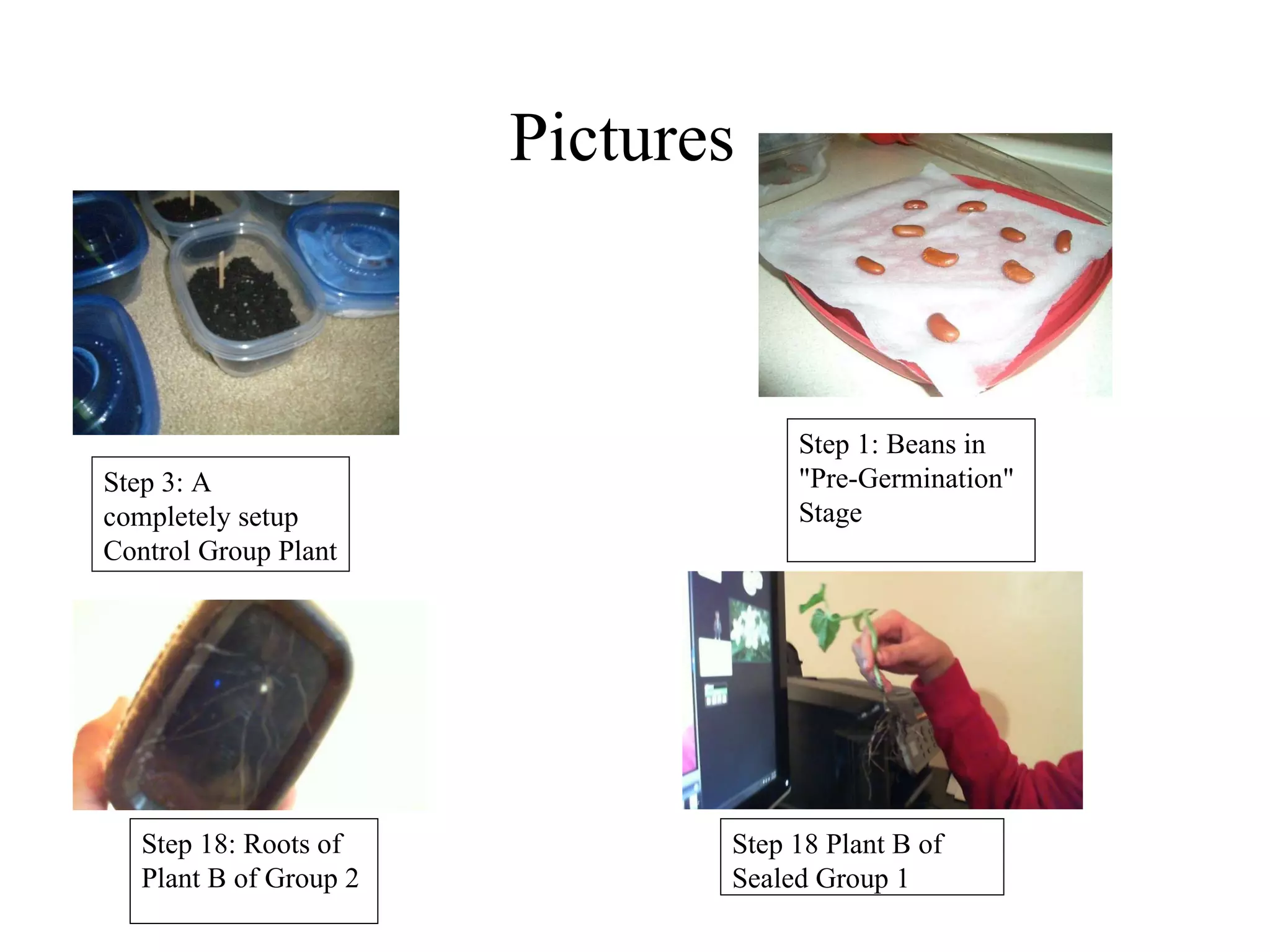 Procedure
• At the end of 1 week and 6 days, take all of the plants out of the 
  soil.
• Measure the plants’ length with a ruler from the longest 
  downward root to the end of the tallest leaf or bean shell and 
  record in Microsoft Excel
   –  **Note: Be careful with the plants after cutting them- they 
      will not be fully developed so they may be fragile. **
• Average recorded data and organize into presentable format that 
  compares the 15 plants’ growths over 1 week and 6 days using 
  Microsoft Excel and Microsoft PowerPoint and the differences 
  between the heights
 