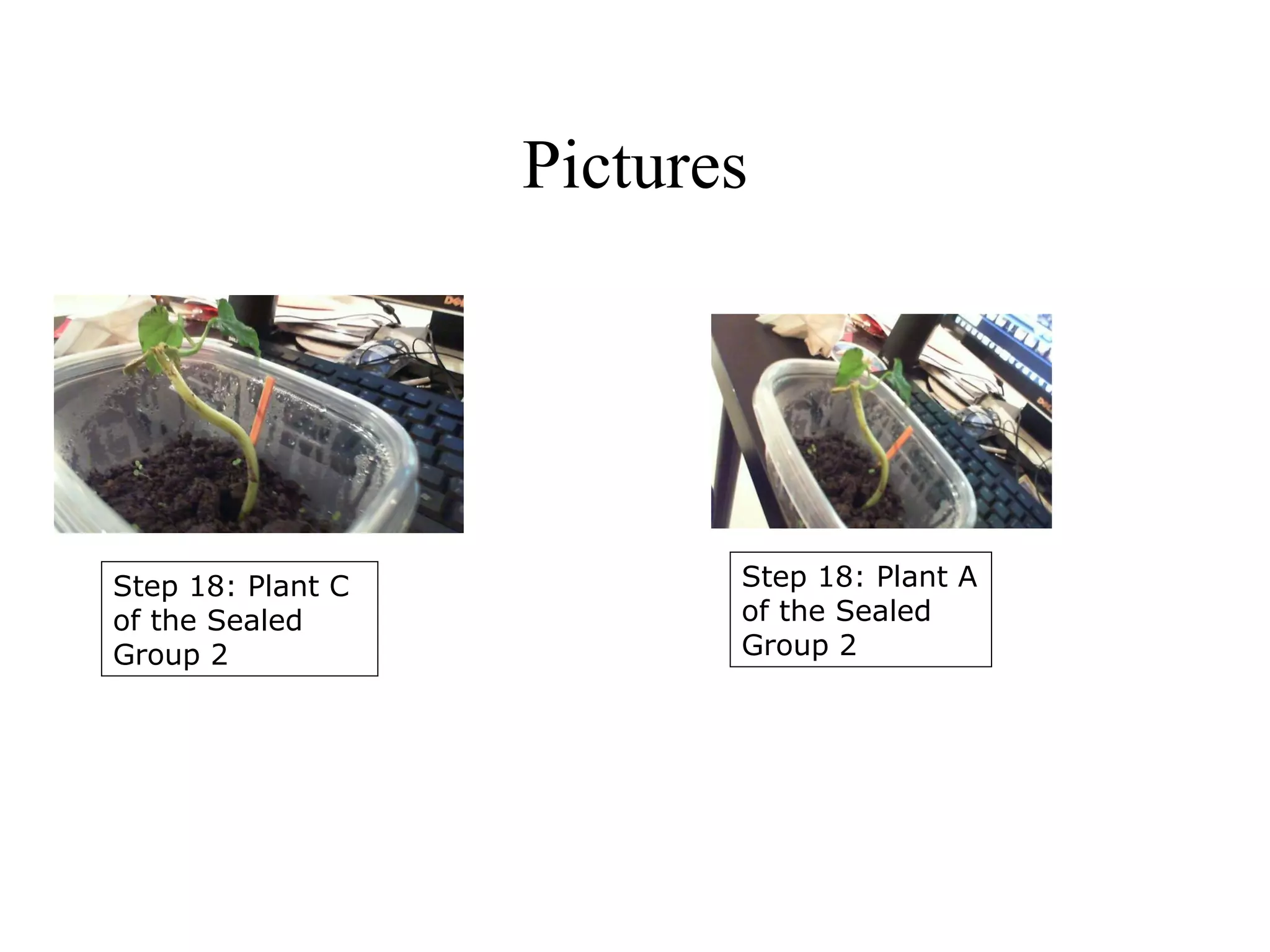 Images of the Experiment



Step 5: Materials       Step 3: Materials, 
to make holes in        including growing 
the tops of the         rods and beans
containers




 Steps 9 and 16: 
                        Step 5: A hole 
 Six finished 
                        made by the 
 plants
                        manual drill
 