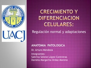 Regulación normal y adaptaciones 
ANATOMIA PATOLOGICA 
Dr. Arturo Mendoza 
Integrantes: 
Sabrina Selene López Contreras 
Daniela Margarita Ordaz Moreno 
 