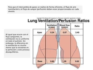 Para que el intercambio de gases se realice de forma eficiente, el flujo de aire
(ventilación) y el flujo de sangre (perfusión) deben estar proporcionados en cada
alveolo.
Al igual que ocurre con el
flujo sanguíneo, la
ventilación no es uniforme
en todo el pulmón. Sin
embargo, la diferencia en
la ventilación es mucho
menor que la existente en
la perfusión y esto provoca
desequilibrios.
 