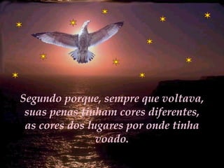 Segundo porque, sempre que voltava, suas penas tinham cores diferentes, as cores dos lugares por onde tinha voado. 