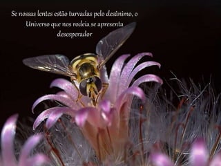 Se nossas lentes estão turvadas pelo desânimo, o 
Universo que nos rodeia se apresenta 
desesperador 
 