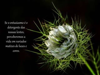 Se o entusiasmo é o 
detergente das 
nossas lentes, 
perceberemos a 
vida em variados 
matizes de luzes e 
cores. 
 