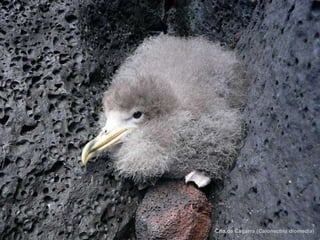 Cria de Cagarra ( Calonectris diomedia ) 