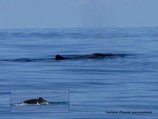 Cachalote ( Physeter macrocephalus ) 