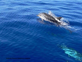 Golfinho Comum ( Delphinus delphis ) 