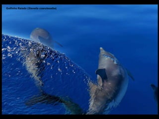 Golfinho Raiado ( Stenella coeruleoalba ) 