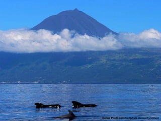 Baleia Piloto ( Globicephala macrorhynchus ) 