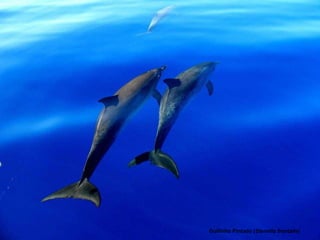 Golfinho Pintado ( Stenella frontalis ) 